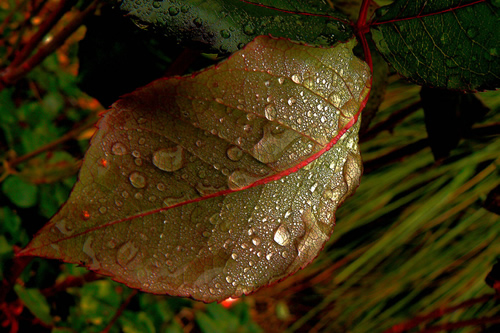 solsticiaiguamasaru2