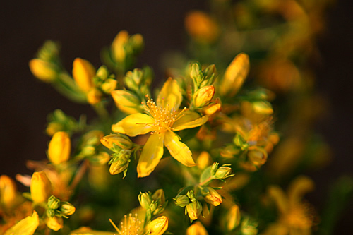 solsticiaiguamasaru3